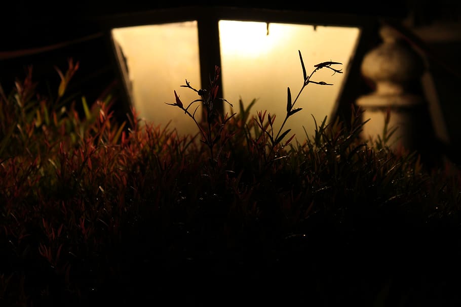 plant, growth, no people, silhouette, nature, beauty in nature HD wallpaper