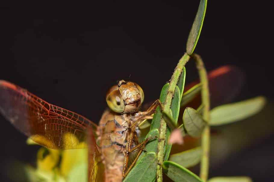 macro, indian, dragonfly, close up, eye, wildlife, insects HD wallpaper