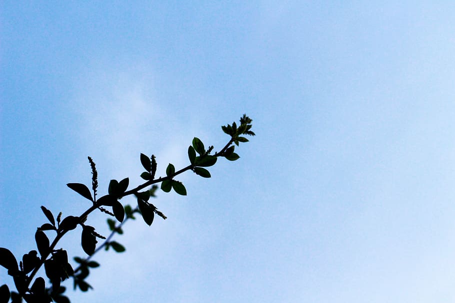 sky, low angle view, plant, clear sky, nature, no people, growth HD wallpaper