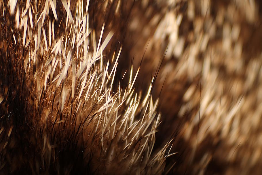 brown grass illustration, abstract, feather, wallpaper, macro photography HD wallpaper