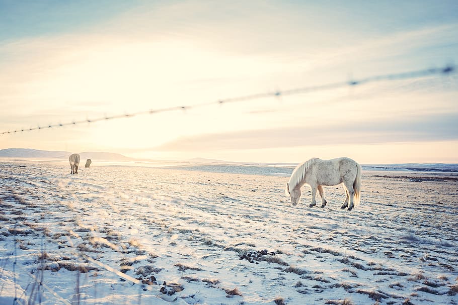 white horse, snow, mammal, winter, cold temperature, animal, sunset HD wallpaper