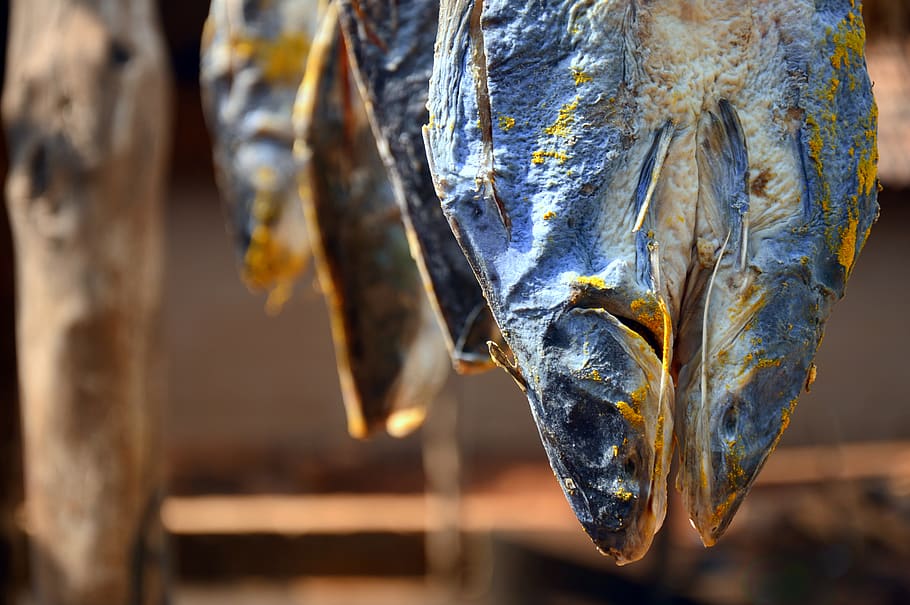 dried fish, animal, sea life, herring, sardine, outdoors, ice HD wallpaper