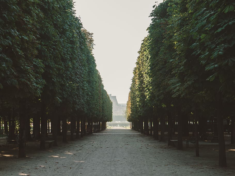 paris, france, tuileries garden, park, louvre, trees, forest, HD wallpaper