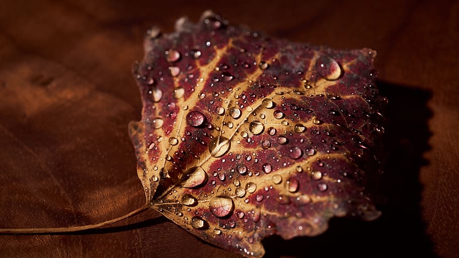 autumn, leaves, red, leaf, nature, fall foliage, colorful, fall color HD wallpaper