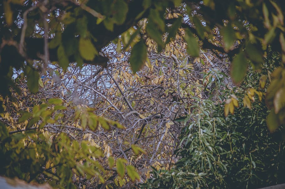 chile, padre hurtado, trees under, plant, growth, no people HD wallpaper