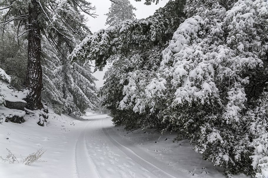 trees, snow, adventure, explore, nature, wildlife, snow fall HD wallpaper