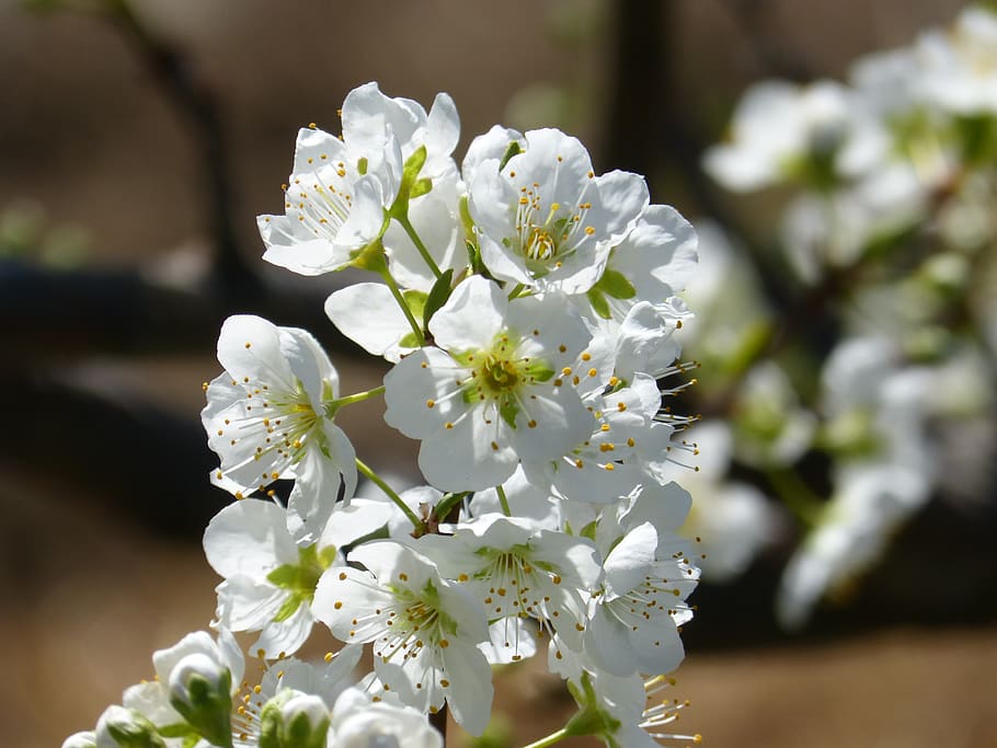 flower, cherry, flowering tree, knob, flowering plant, fragility HD wallpaper