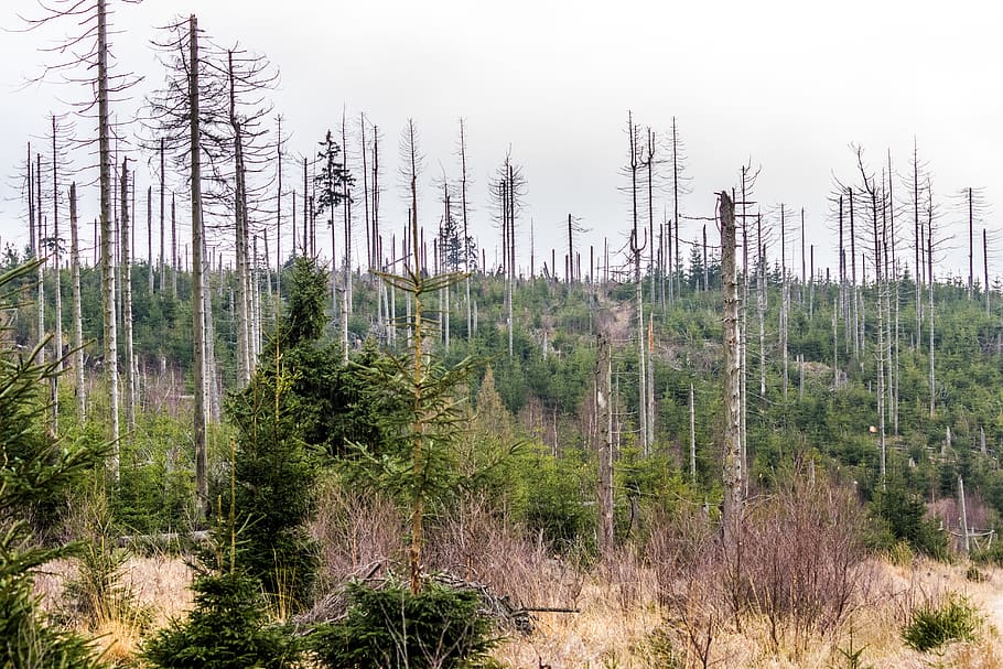 trees, forest, fallen trees, nature, destruction, plant, land HD wallpaper