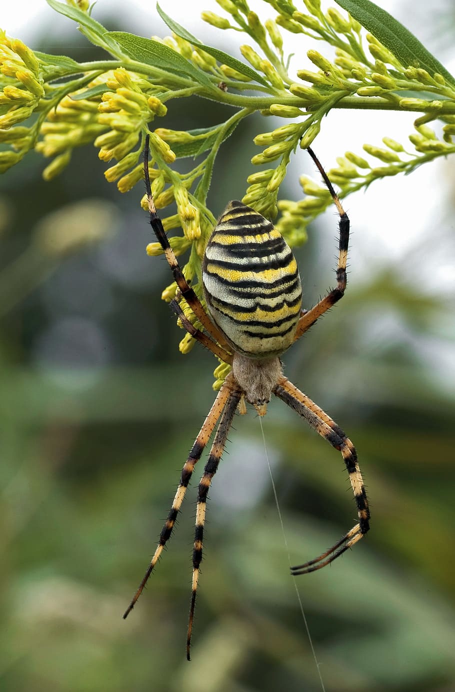 spider, wasp, animal, insect, nature1, focus on foreground HD wallpaper