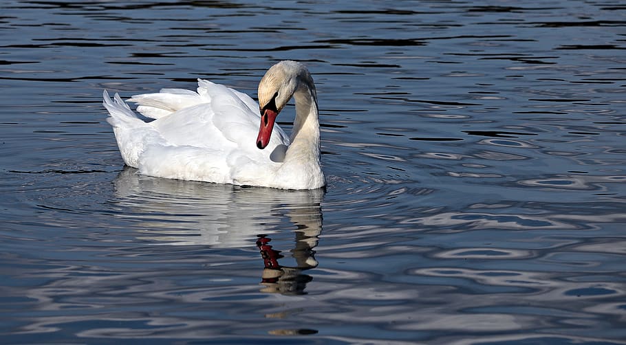 swan, water, nature, texture, background, template, blue, lake HD wallpaper