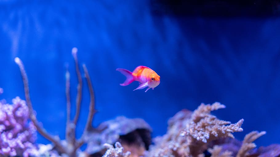 orange pet fish, animal themes, animal wildlife, animals in the wild HD wallpaper