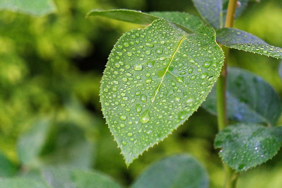 leaf, rose, green, drip, close up, rain, water, plant, nature HD wallpaper