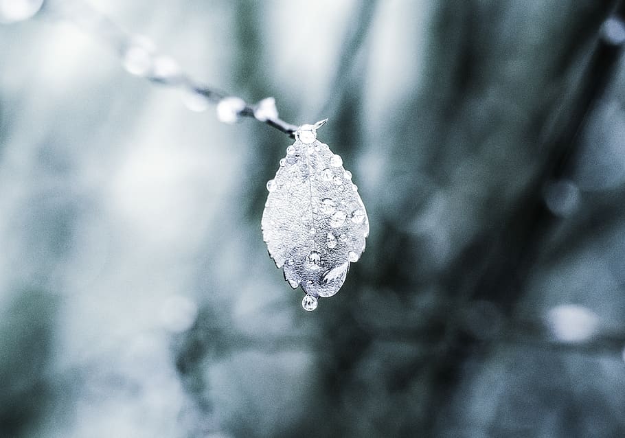 Macroscopic Photo of Leaf, blurred background, close-up, cold HD wallpaper