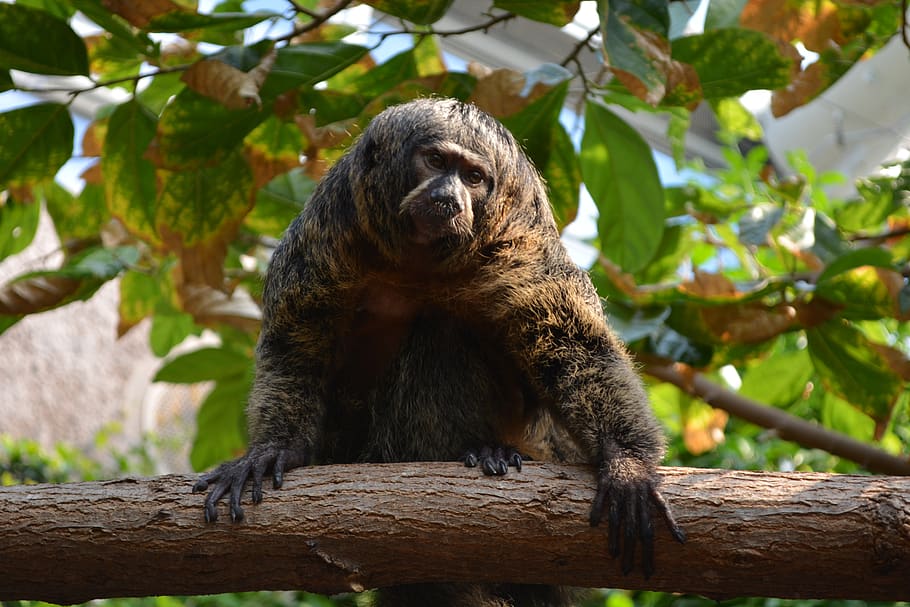 monkey, nature, funny, climb, jungle, zoo, tiergarten, creature HD wallpaper