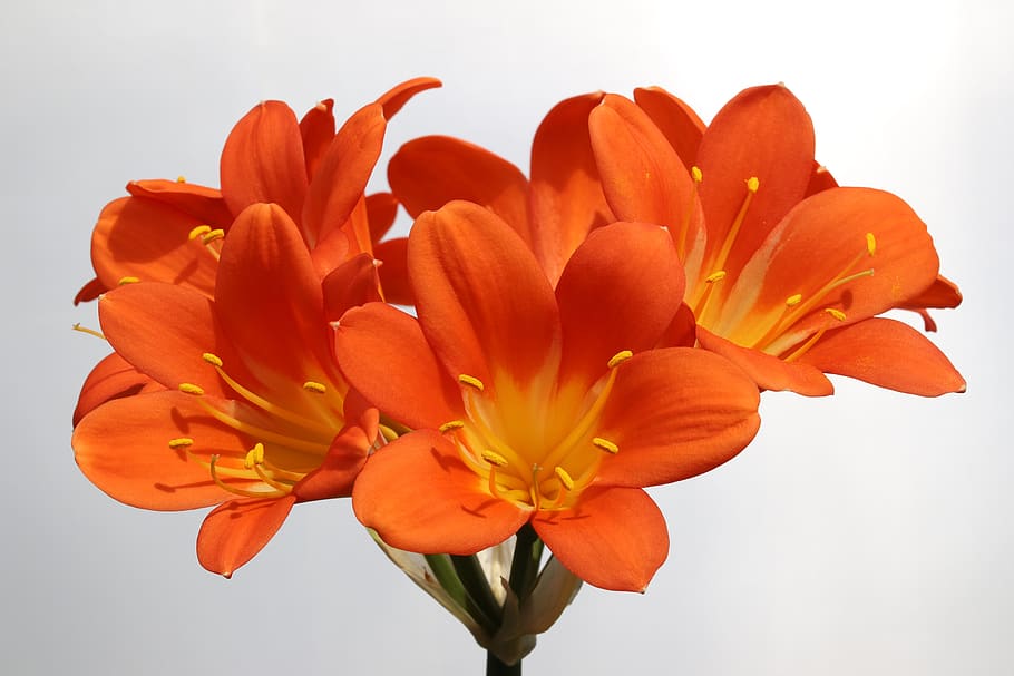 clivia miniata, flowers, beautiful, nature, spring flowers, HD wallpaper