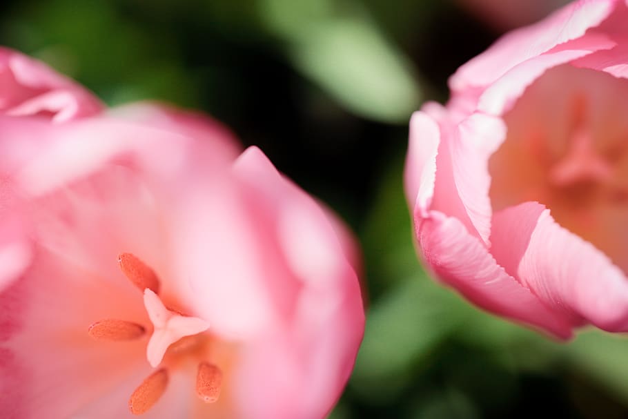 nature, beautiful, background, flower, growth, blooming, pink HD wallpaper