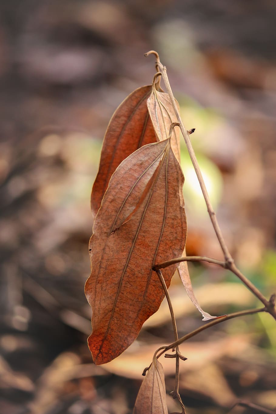 bokeh, ground, wallpaper, brown, nature, forest, foliage, season HD wallpaper