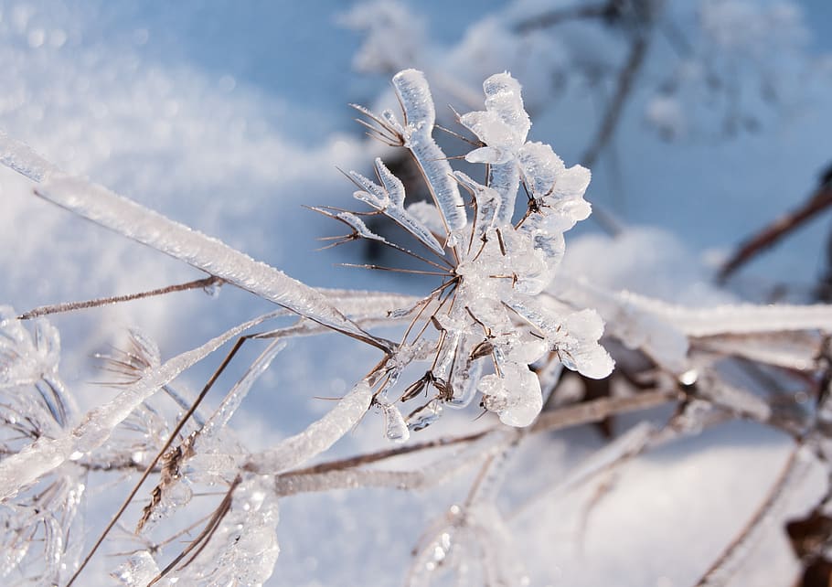 winter, ice, snow, cold, frozen, frost, eiskristalle, nature HD wallpaper
