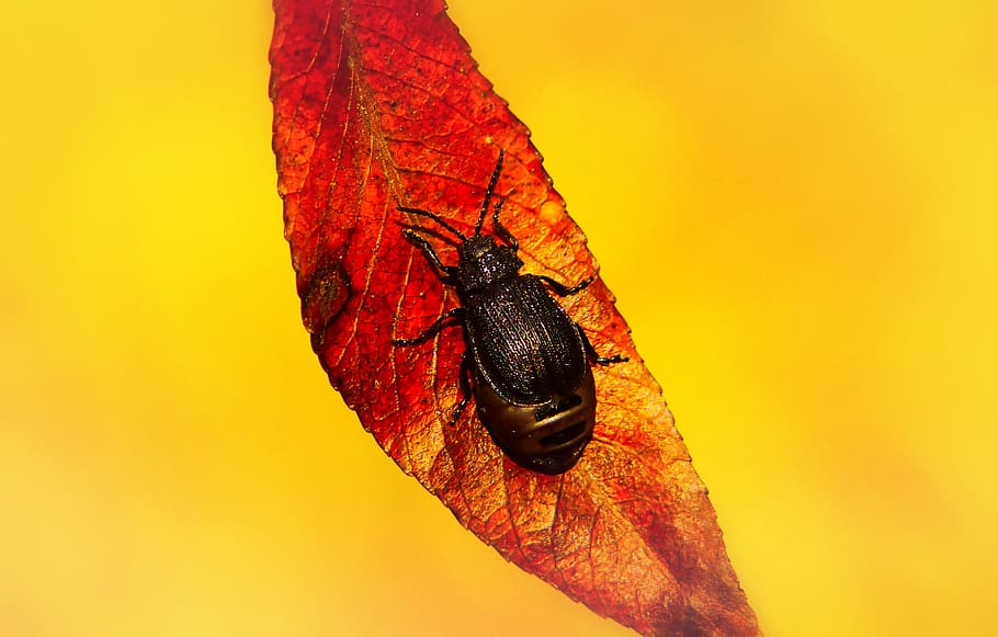 beetle perch on dried leaf, plant, veins, insect, invertebrate HD wallpaper