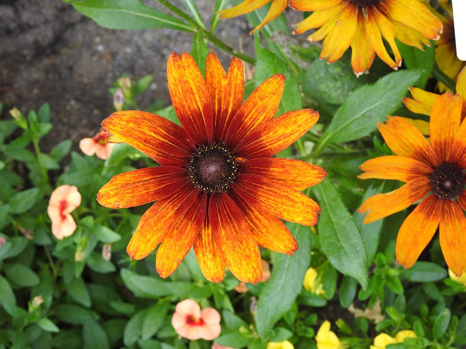 zoom, orange, flower, flowering plant, freshness, fragility HD wallpaper