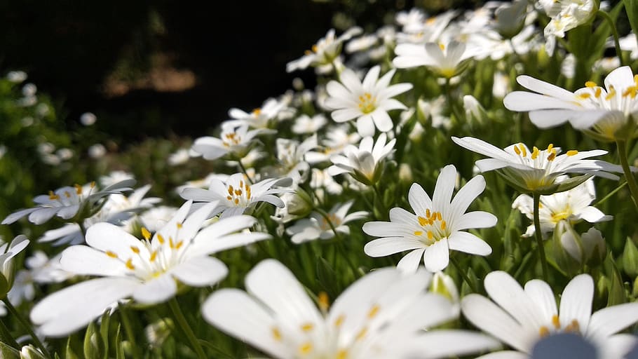 spring, nature, flowers, bulgaria, white, flowering plant, freshness HD wallpaper