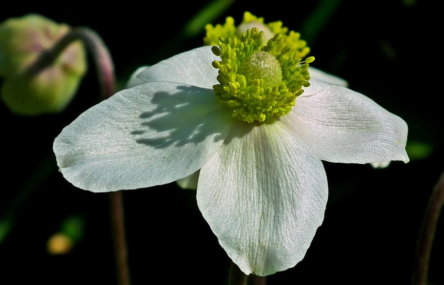 flower, anemone, spring, garden, nature, white, macro, the petals, HD wallpaper