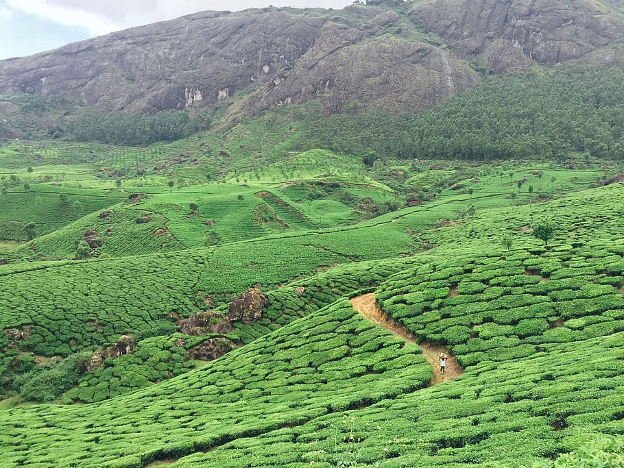 india, munnar, tea plantation, hills, landscape, green color