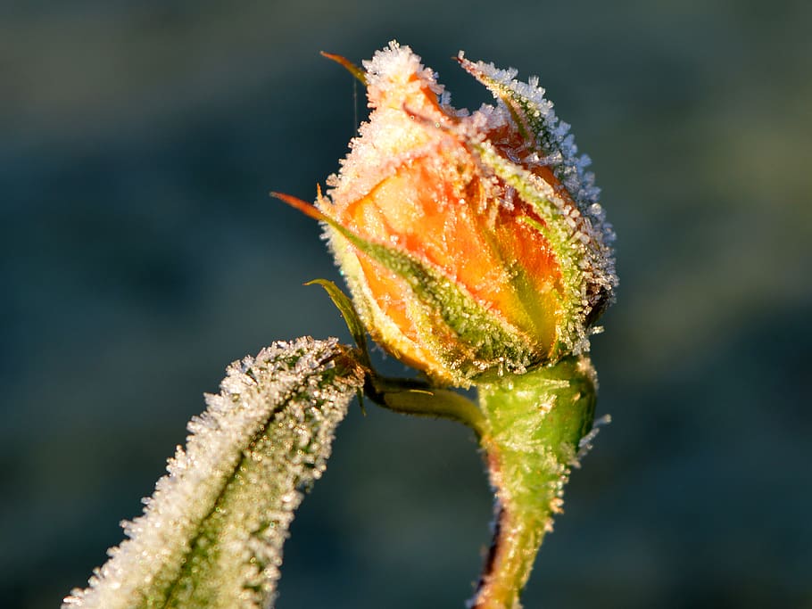 rosebud, leaf, winter, icy, eiskristalle, ripe, frozen, close-up, HD wallpaper