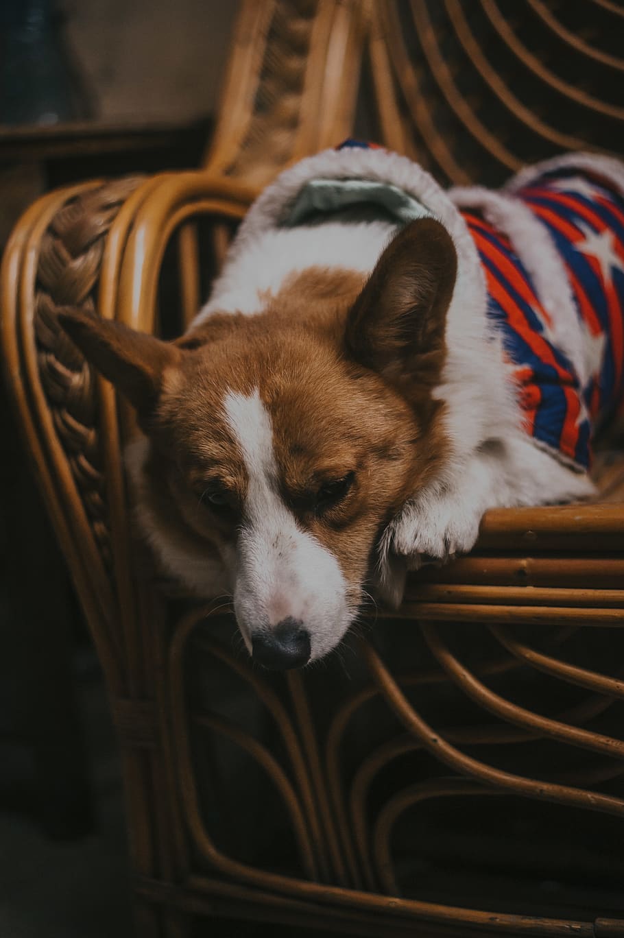 Close-Up Photo of Dog Lying On Chair, adorable, animal, animal photography, HD wallpaper
