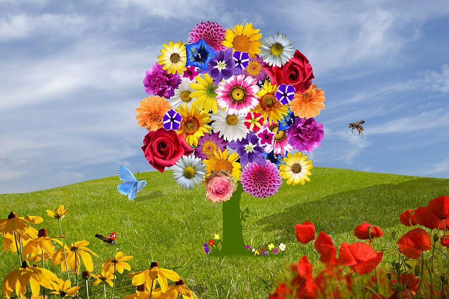 flowers, purple flower, summer, spring, summer flower, blossom, HD wallpaper