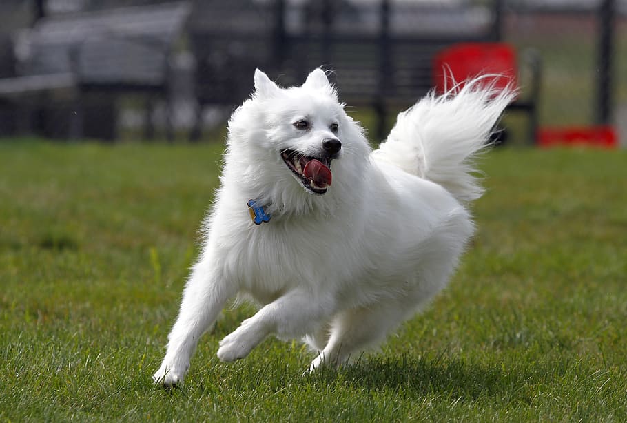 dog, american eskimo, pet, animal, cute, white, running, domestic, HD wallpaper