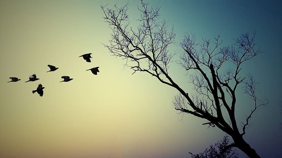 tree, nature, silhouette, landscape, dawn, sky, sunset, wood HD wallpaper