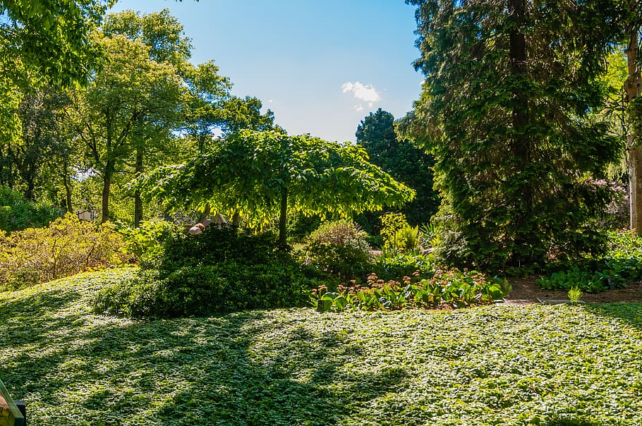 outdoors, garden, arbour, tree, plant, wageningen, arboretumlaan 4 6703 bd  wageningen HD wallpaper