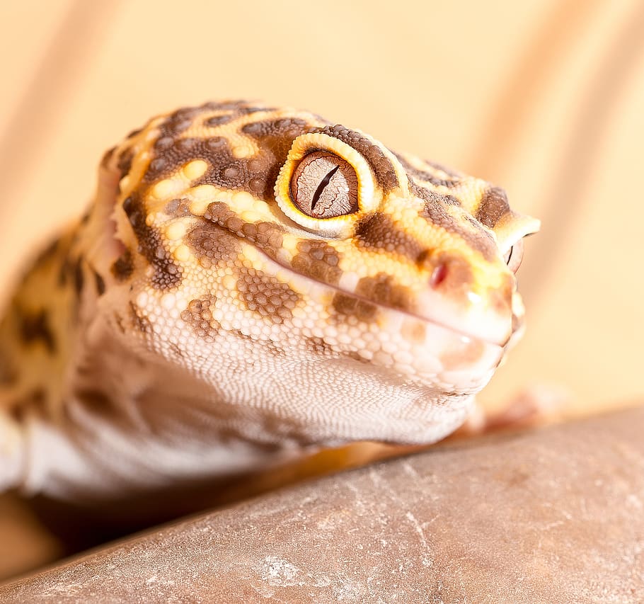 reptile, animal, gecko, lizard, snake, eyes, leopard gecko, HD wallpaper