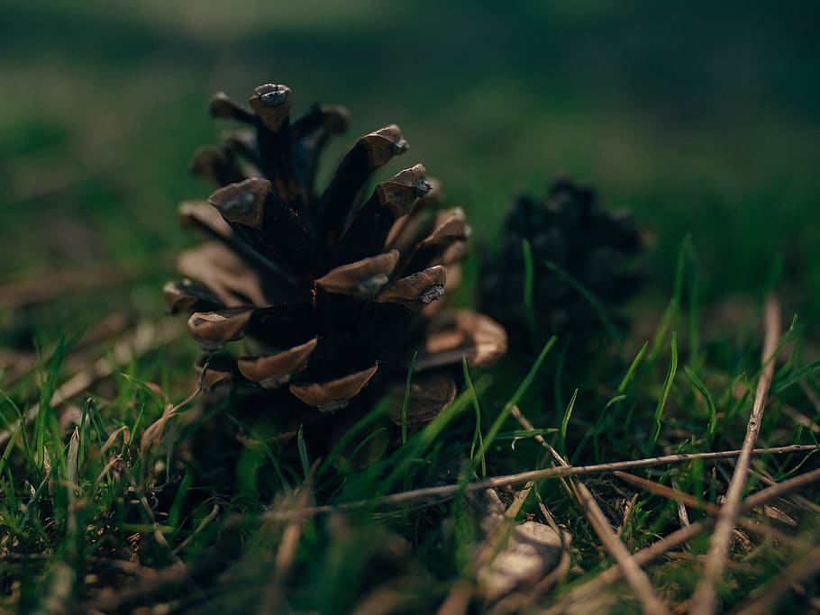 brown pine cone, plant, grass, mushroom, agaric, fungus, animal HD wallpaper