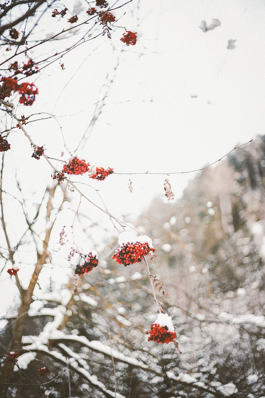 round red fruit, nature, outdoors, ice, snow, plant, frost, winter HD wallpaper