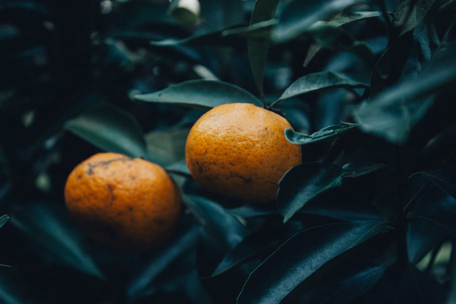 two citrus fruits, produce, flora, food, grapefruit, plant, brazil HD wallpaper