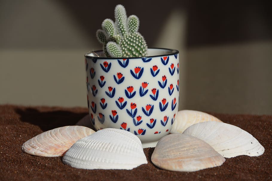 cactus, shell, sand, brown, indoors, close-up, no people, pattern HD wallpaper