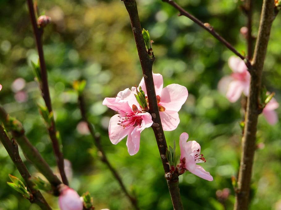 cherry, flower, spring, pink, flowering plant, fragility, vulnerability HD wallpaper