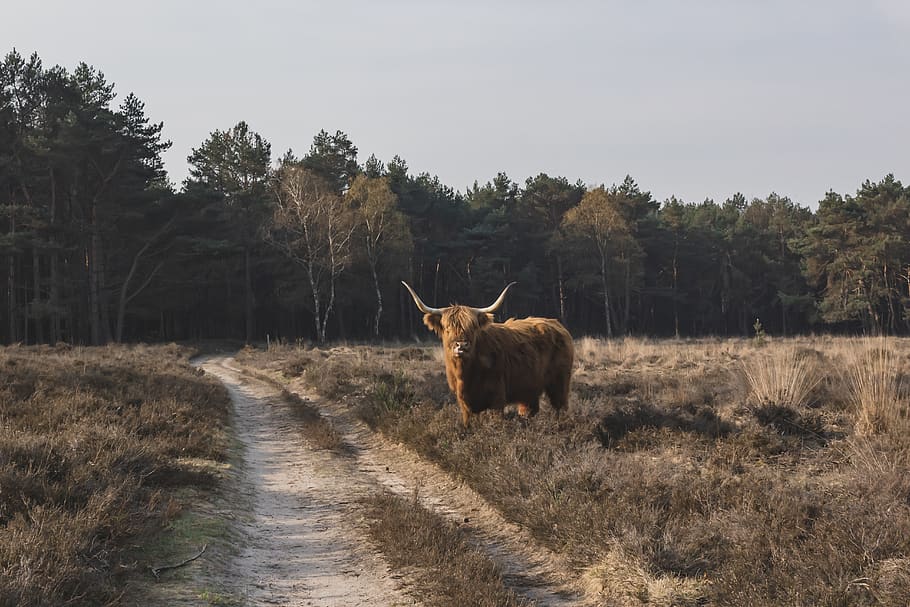 brown bull, tree, plant, mammal, animal themes, vertebrate, one animal HD wallpaper