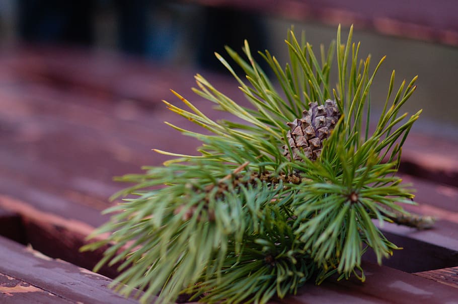 branch, nature, tree, flora, pine, focus on foreground, animal HD wallpaper