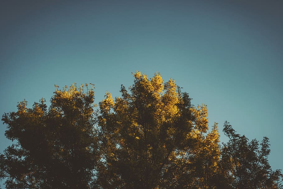 green-leafed tree during day, plant, fir, abies, conifer, nature HD wallpaper