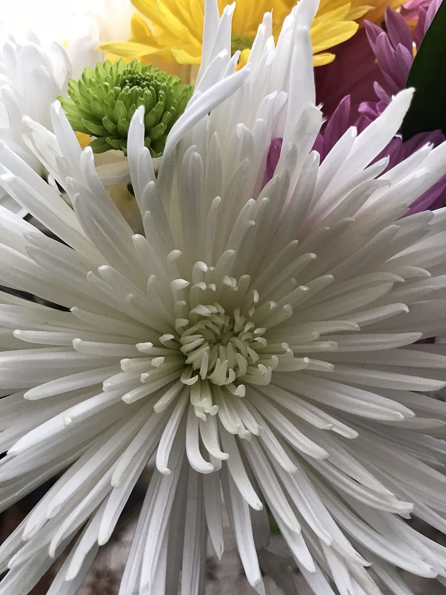 white, flowers, flowering plant, freshness, fragility, vulnerability HD wallpaper