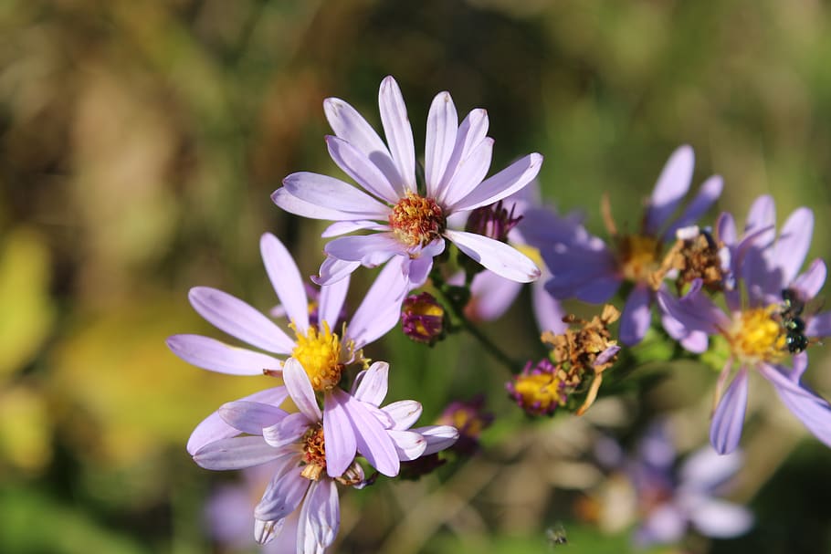 Purple Flower Macro Shot Shallow Focus, beautiful, bloom, blooming HD wallpaper