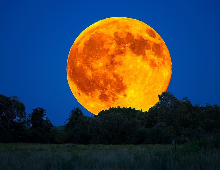 night sky, full moon, buck moon, full buck moon, tree, plant, HD wallpaper