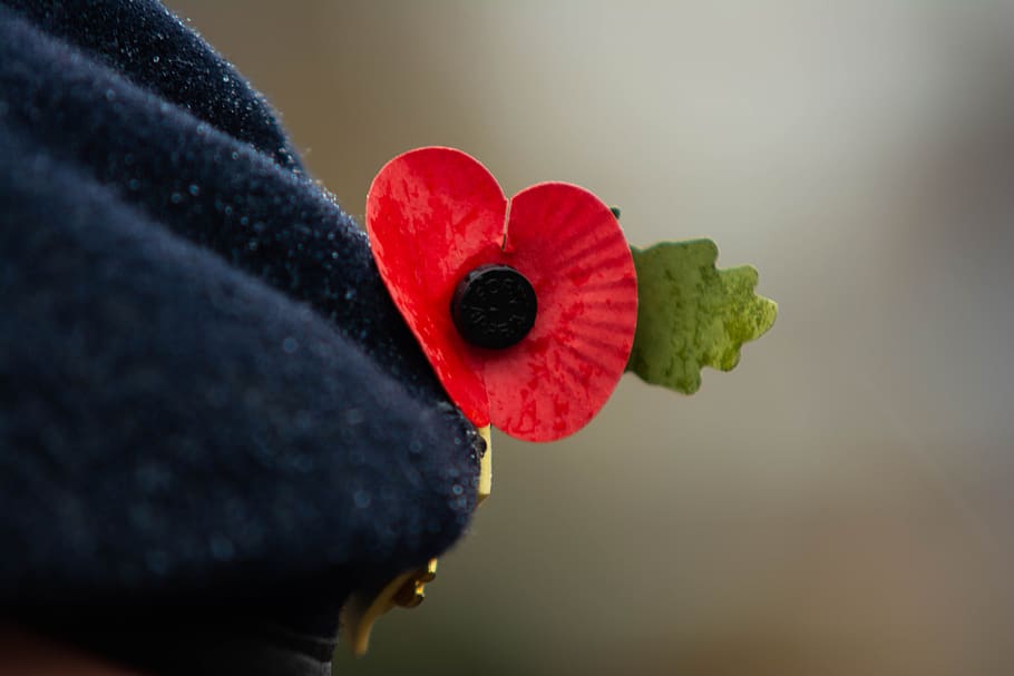 remembrance day, poppy, poppies, war, memorial, red, symbol, HD wallpaper