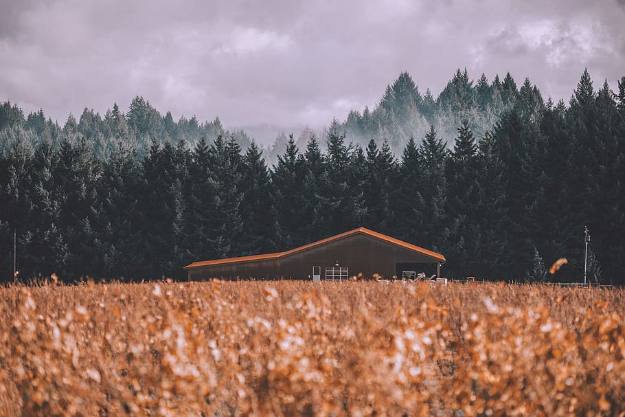 barn during daytime, plant, tree, fir, abies, nature, outdoors HD wallpaper