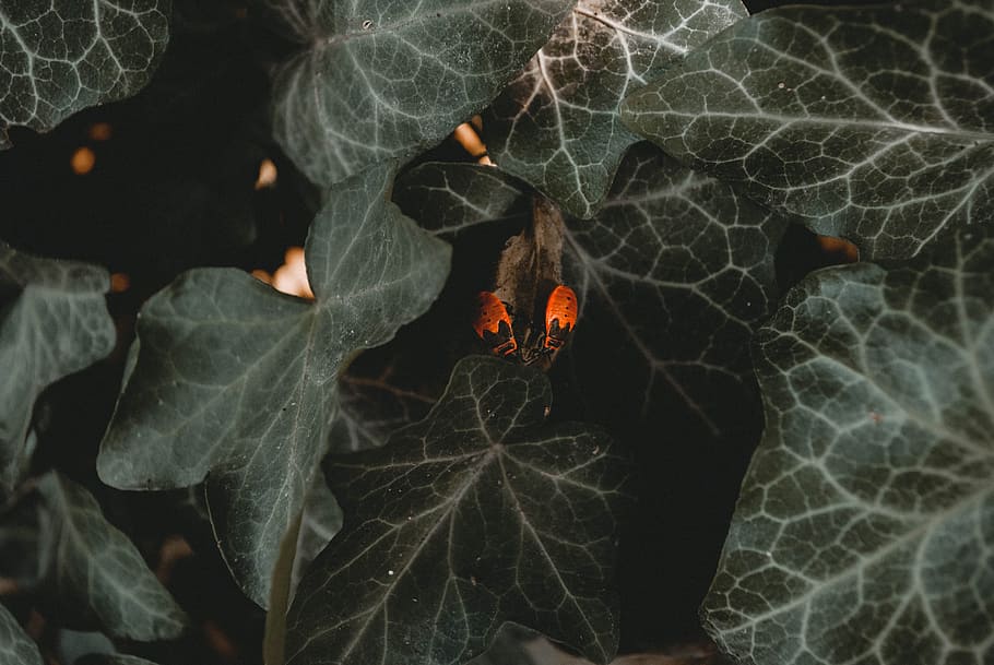 Two Red Bugs on Green Leaf, close-up, colors, environment, leaves HD wallpaper