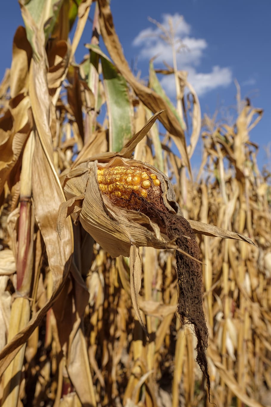 corn, cornfield, corn plant, agriculture, arable, fodder maize HD wallpaper