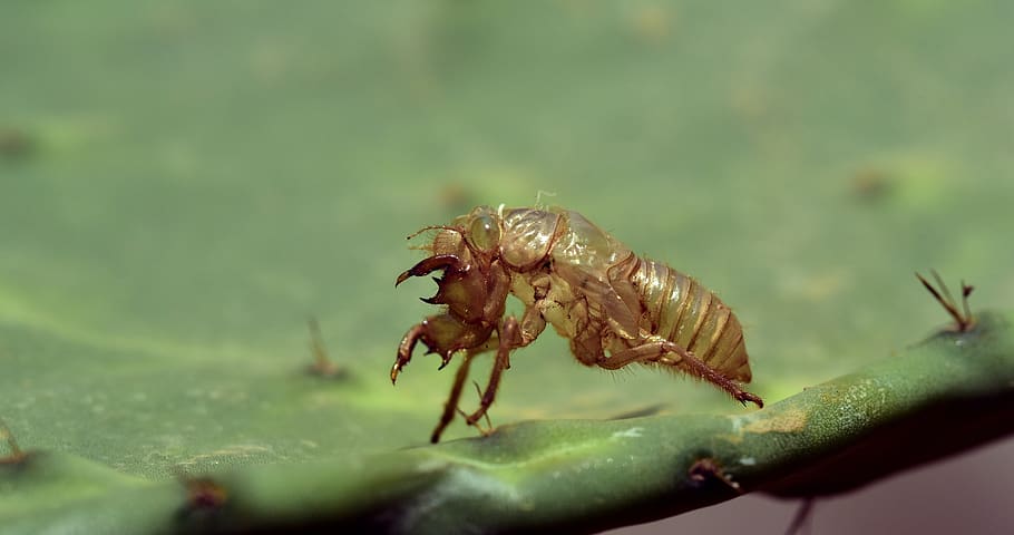 sleeve, insect, hatched, cactus, spur, mediterranean, doll HD wallpaper